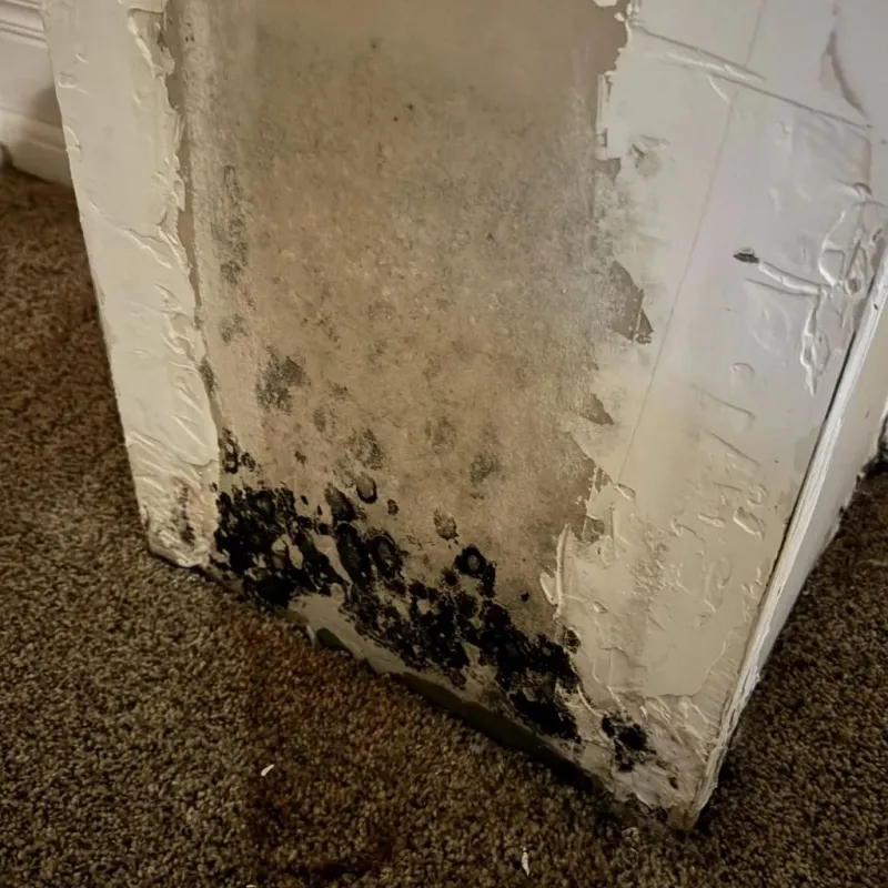 Professional Mold Removal in Newmarket, NH